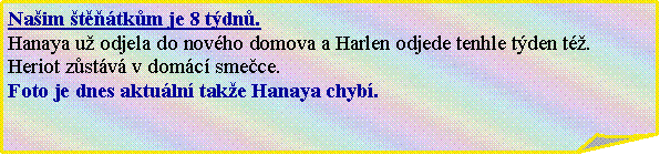 Ohnut� roh: Na�im �t���tk�m je 8 t�dn�.Hanaya u� odjela do nov�ho domova a Harlen odjede tenhle t�den t�.Heriot z�st�v� v dom�c� sme�ce. Foto je dnes aktu�ln� tak�e Hanaya chyb�.
